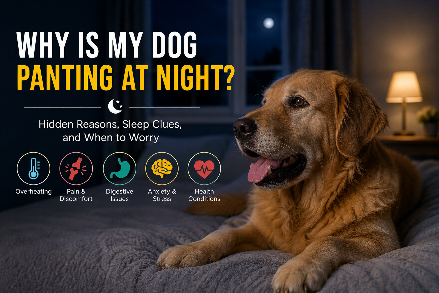 Why Is My Dog Panting at Night
