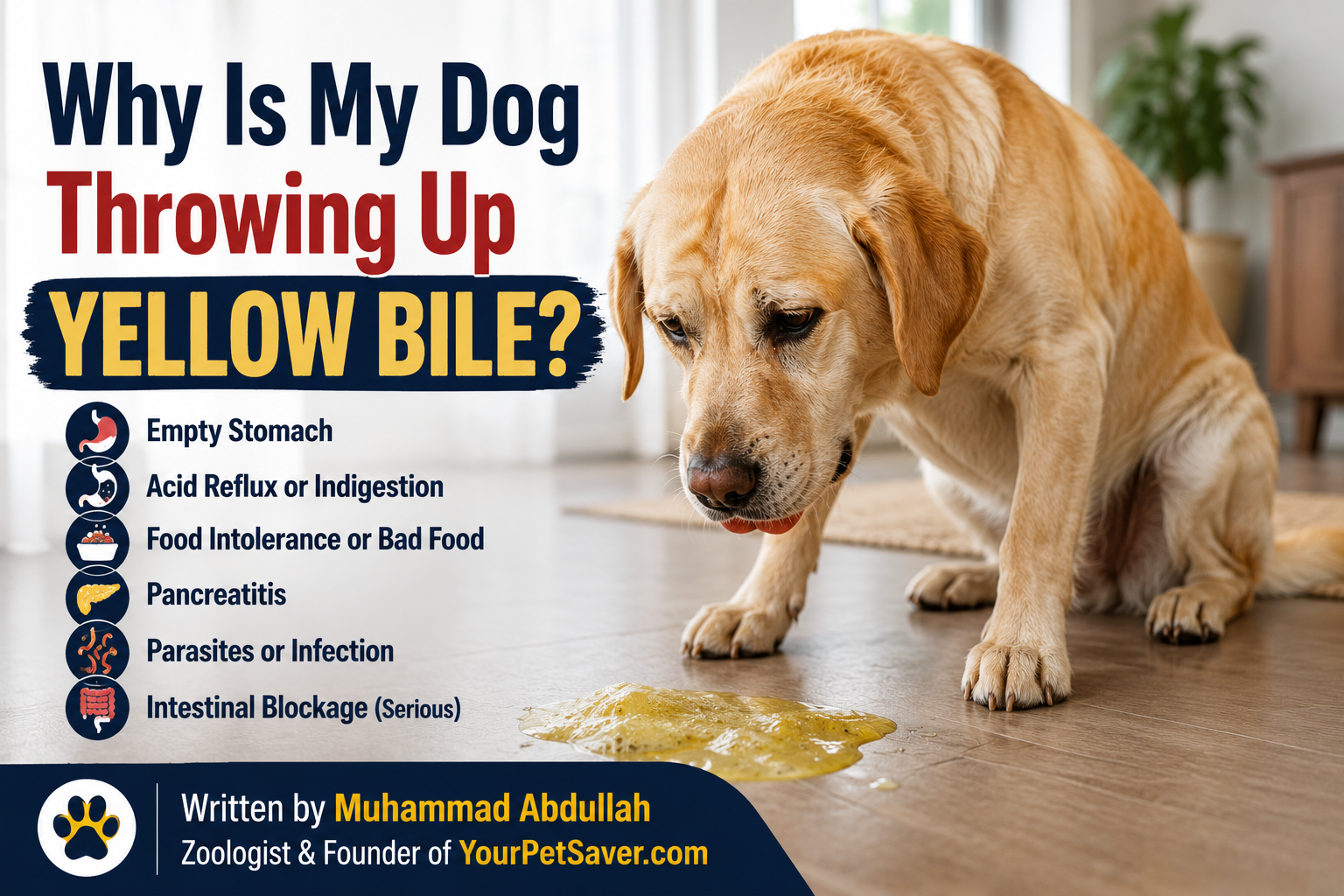 Dog throwing up yellow bile on the floor due to stomach irritation or digestive issues