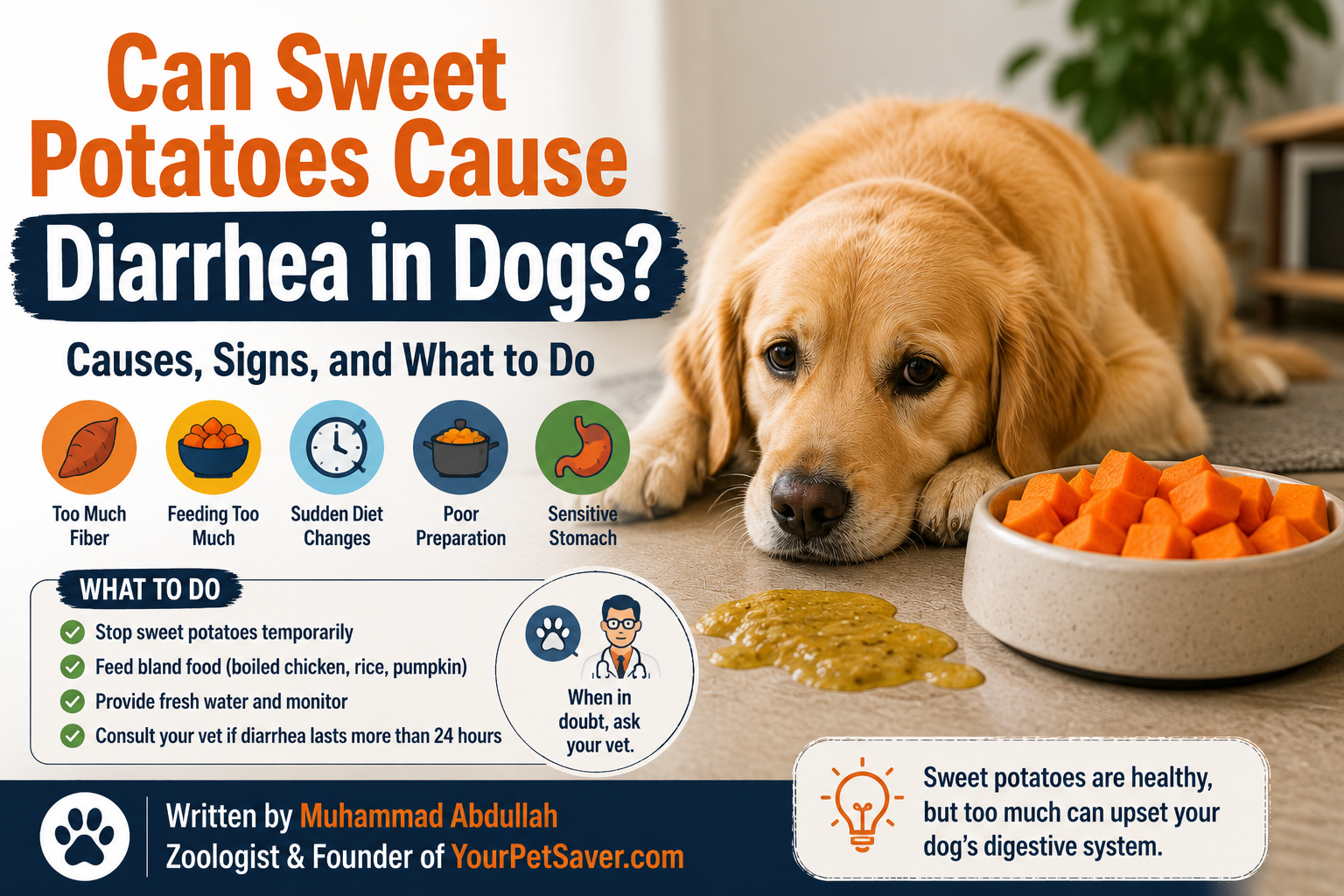 Dog lying near sweet potatoes with diarrhea after eating too much fiber