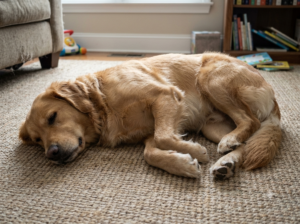 Why Is My Dog Panting and Shaking?