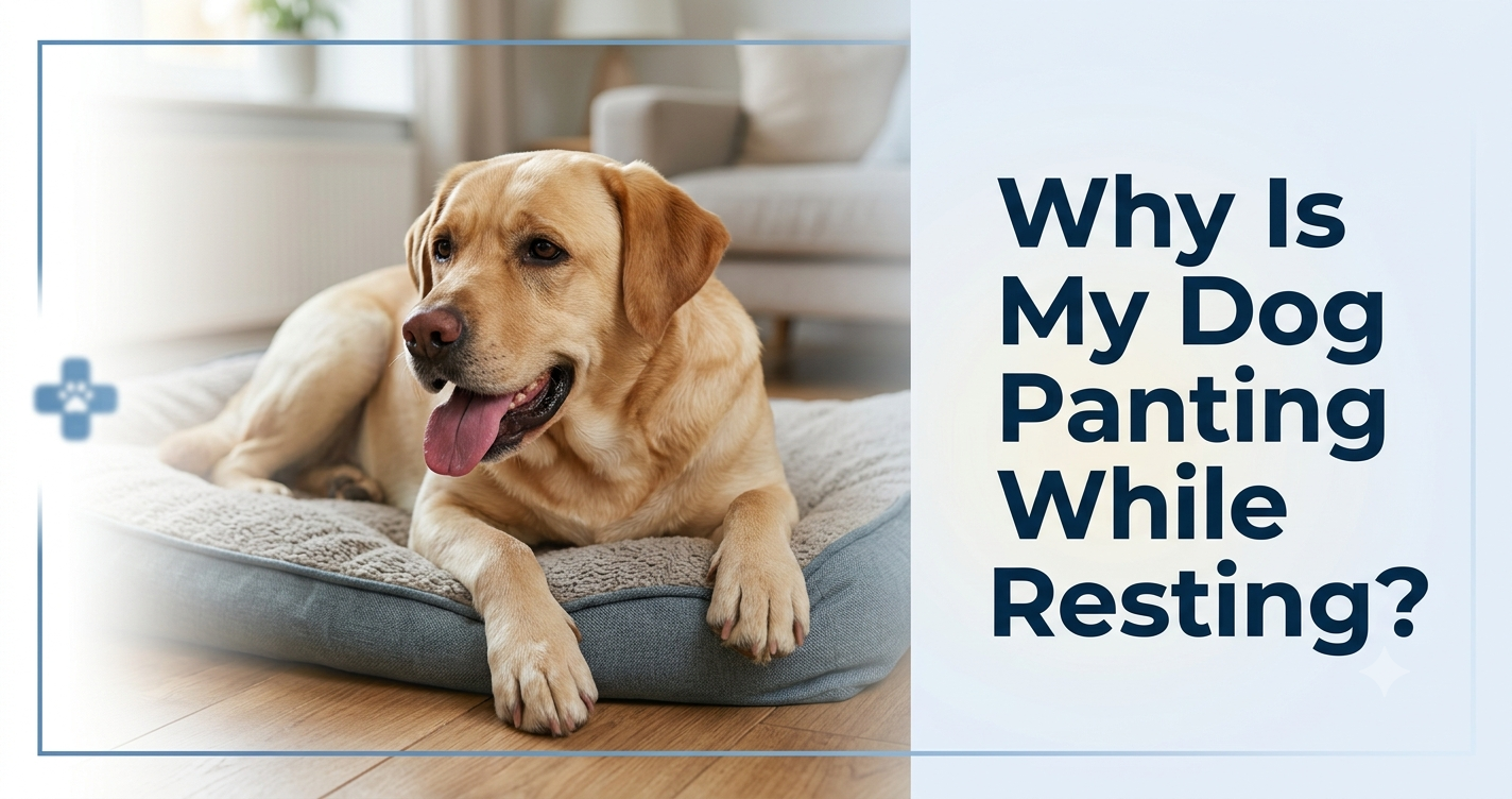 Dog panting heavily while resting indoors