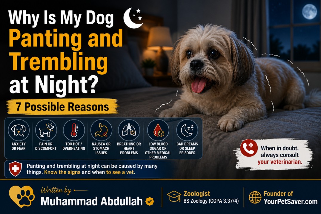 Dog panting and trembling at night due to anxiety, pain, overheating, or other possible health problems